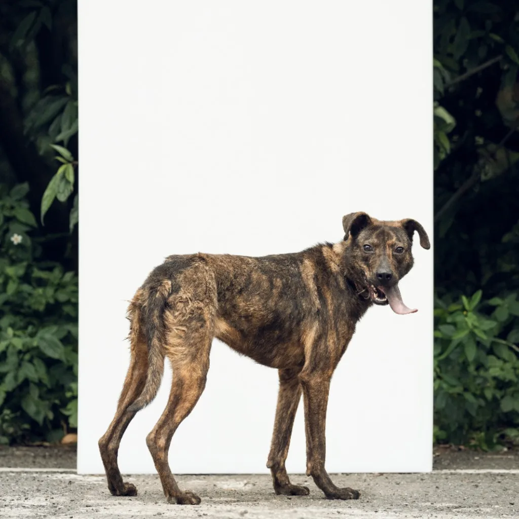 混種犬