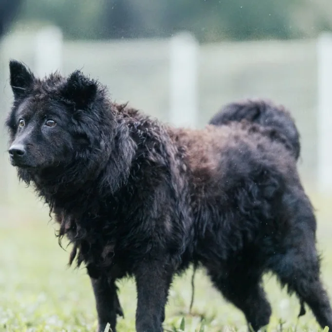 混種犬