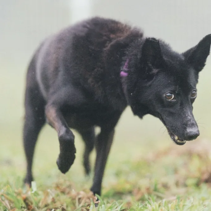 混種犬