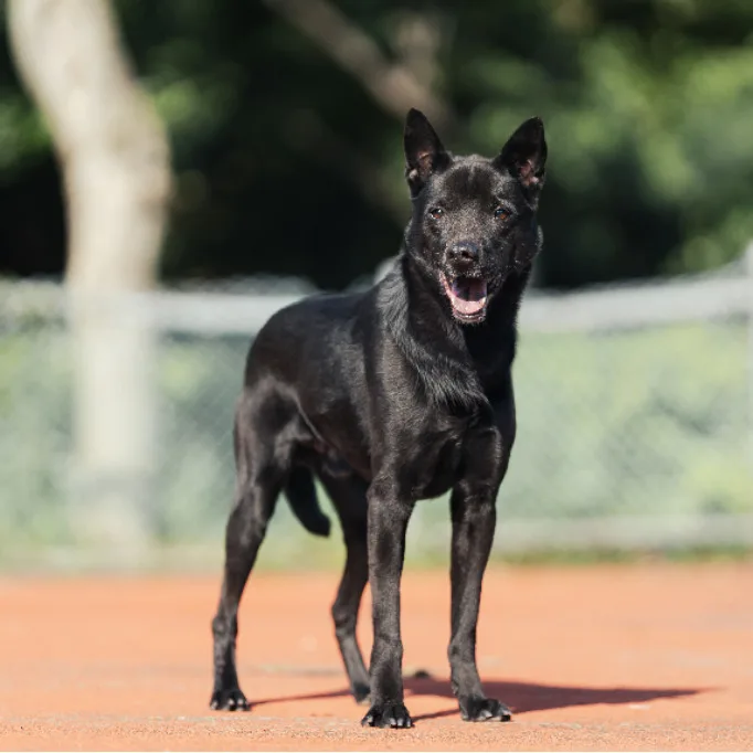 混種犬