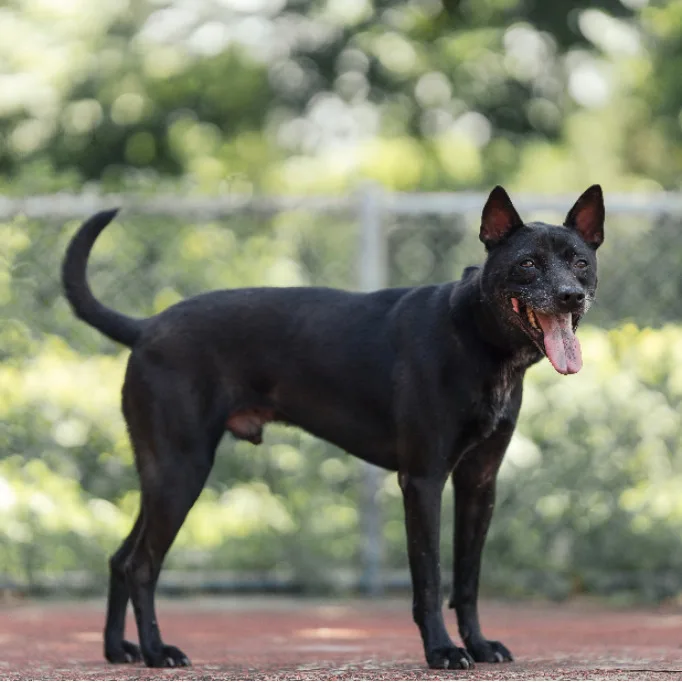 混種犬