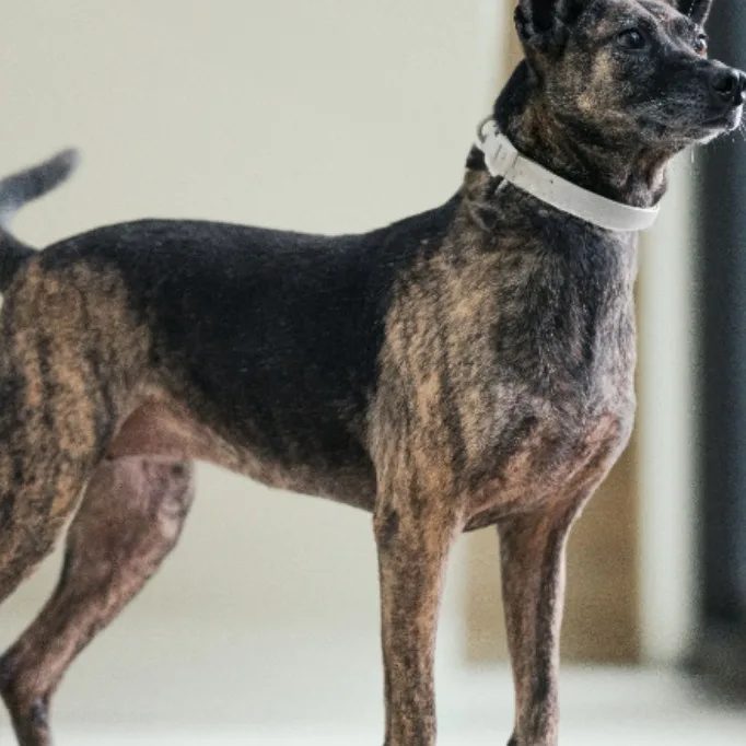 混種犬