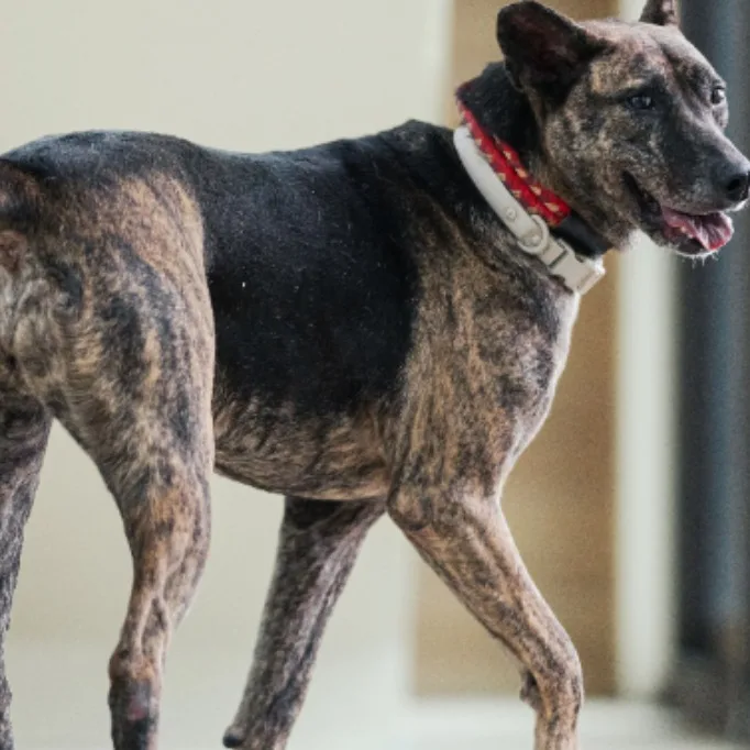 混種犬
