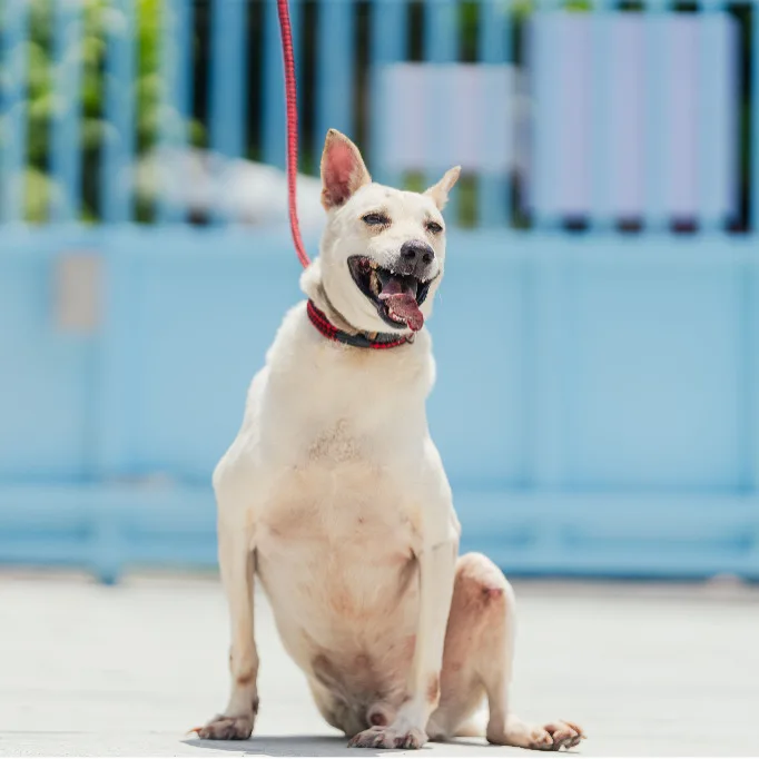 混種犬