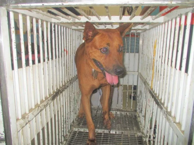 混種犬