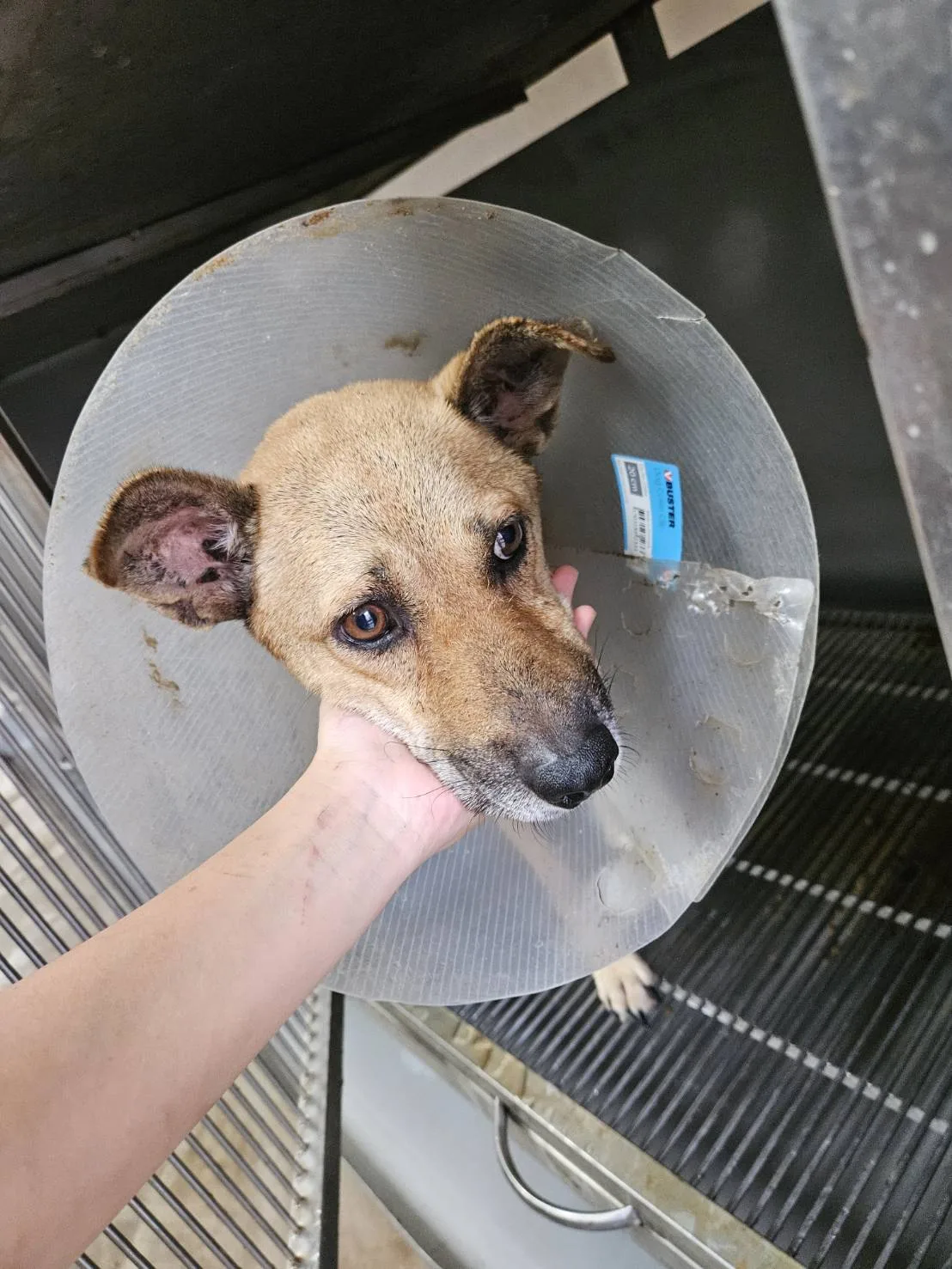 混種犬