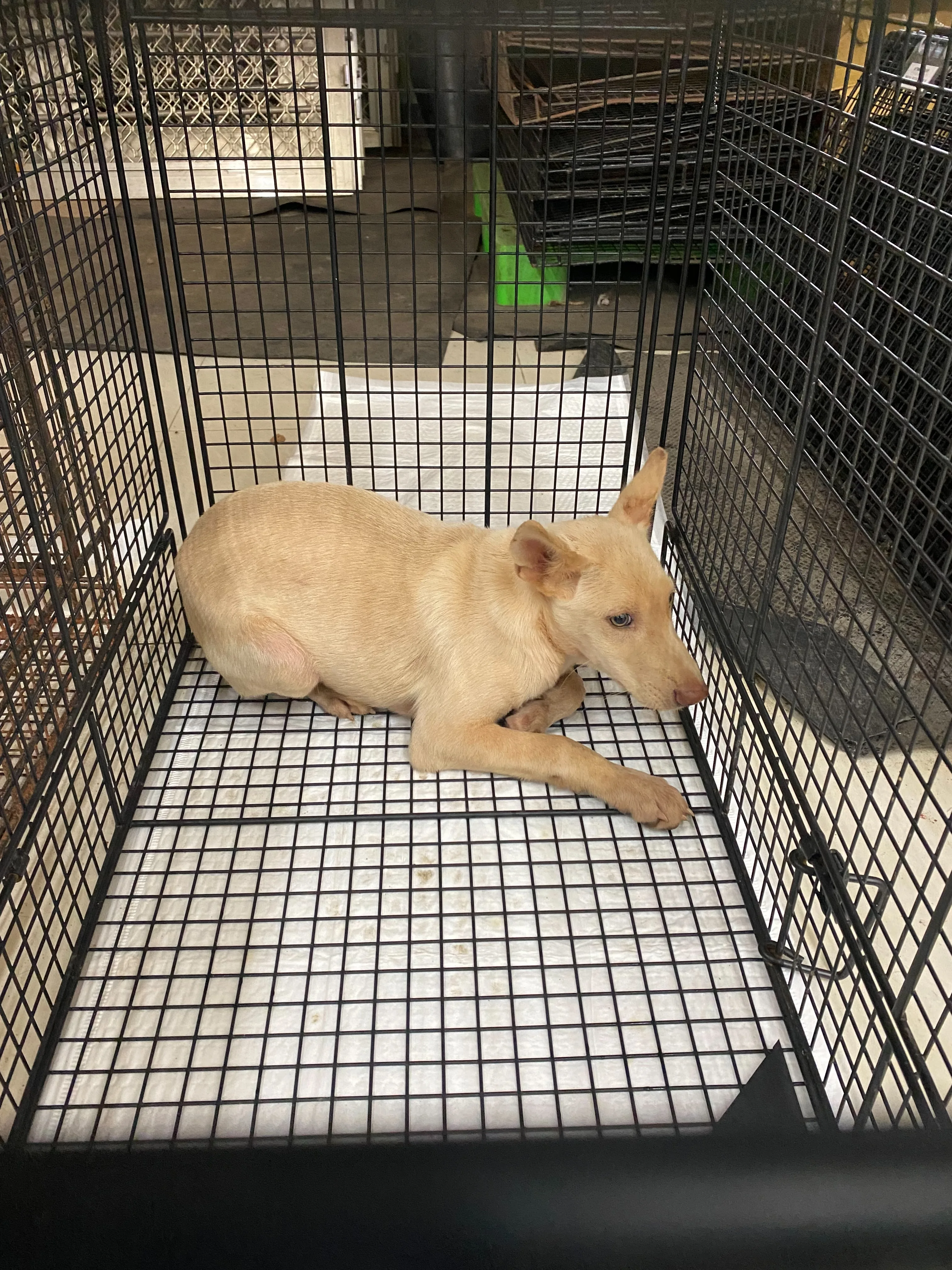 混種犬