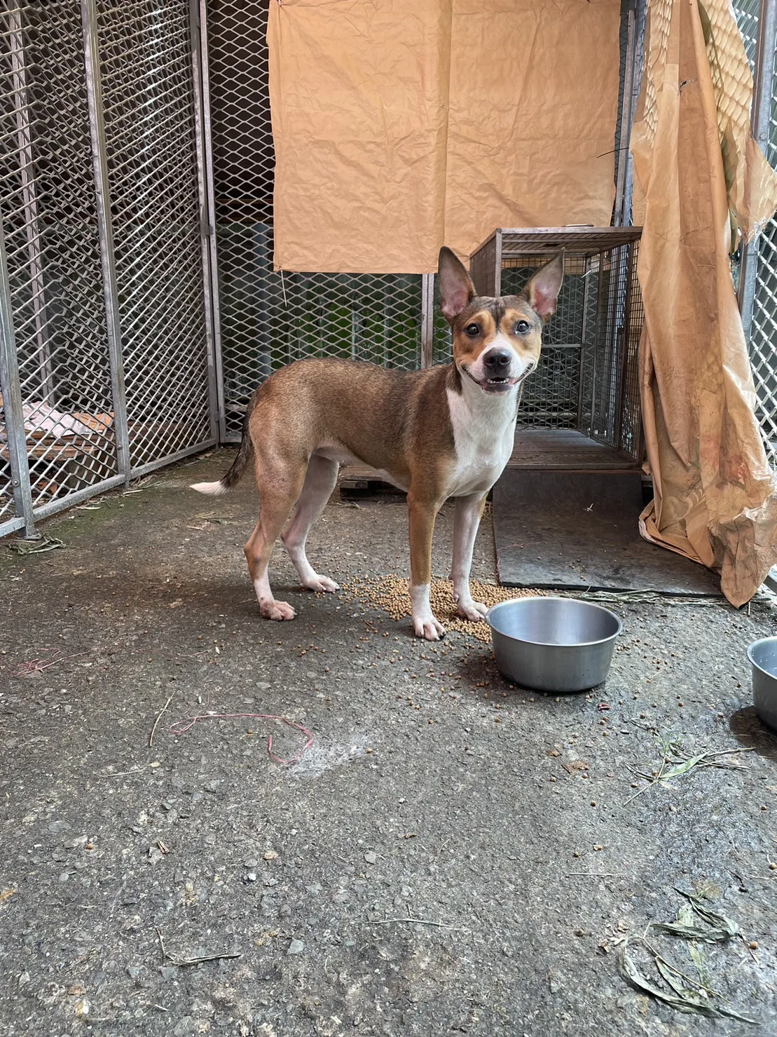 混種犬