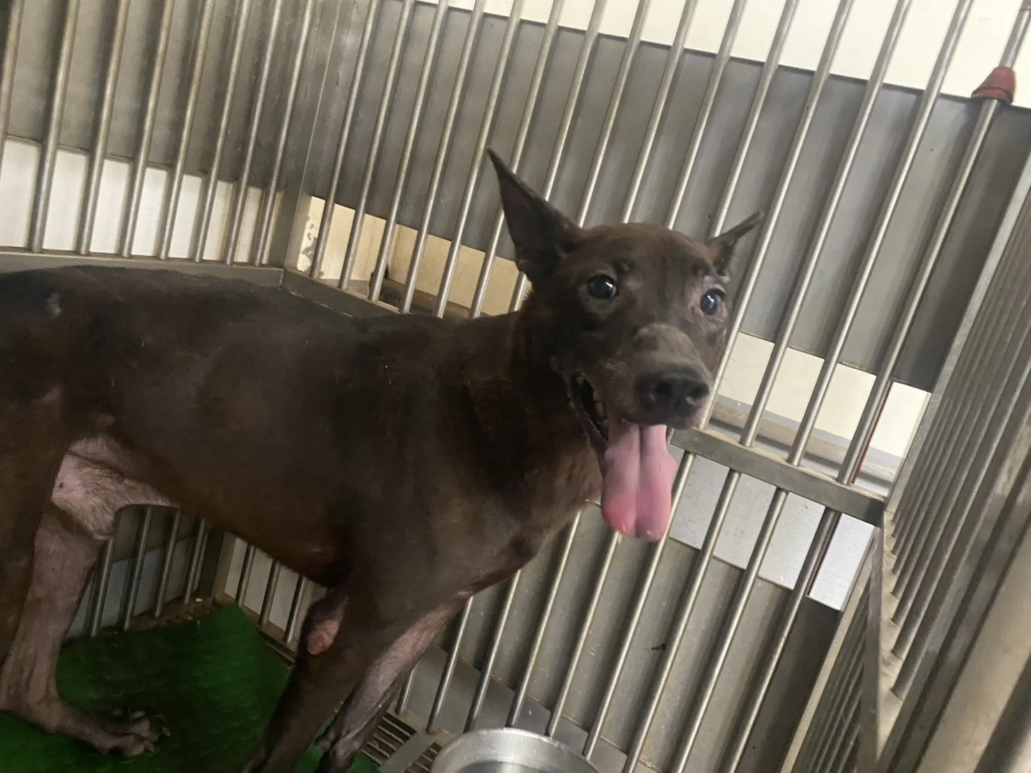 混種犬