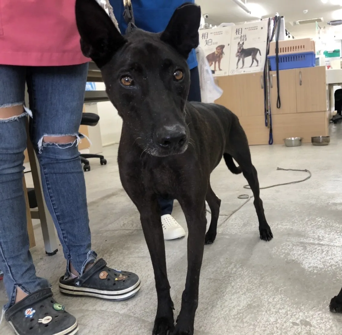 混種犬