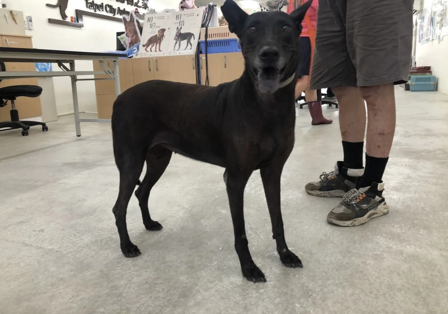 混種犬
