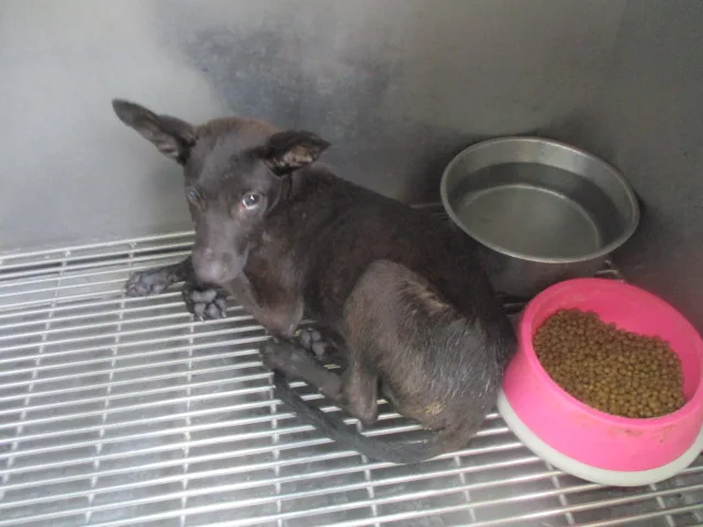 混種犬