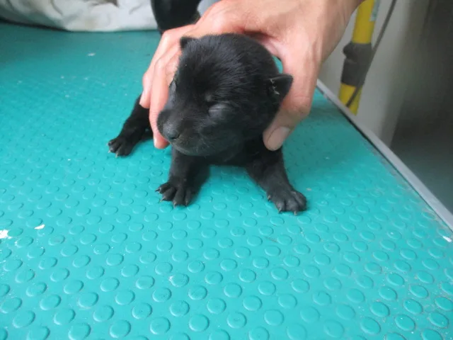 混種犬