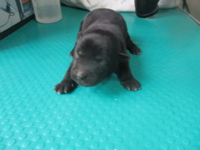 混種犬