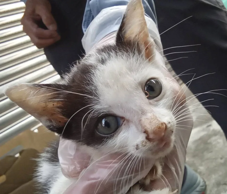 混種貓