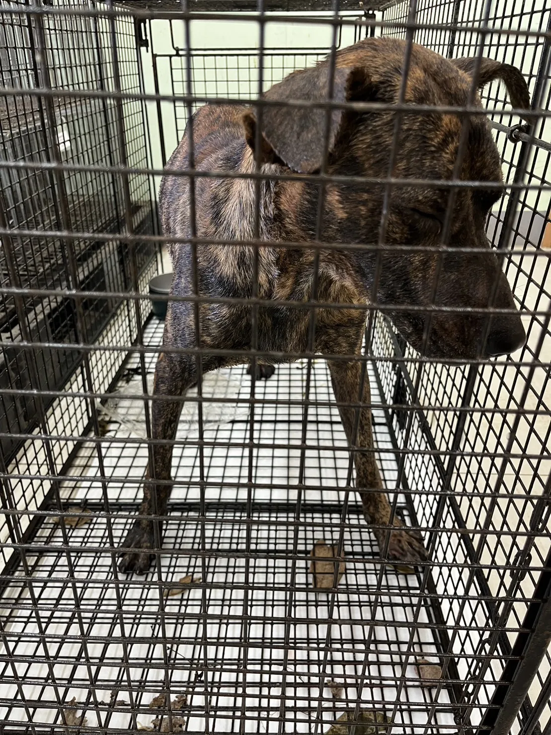 混種犬