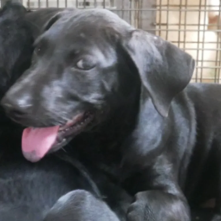 混種犬