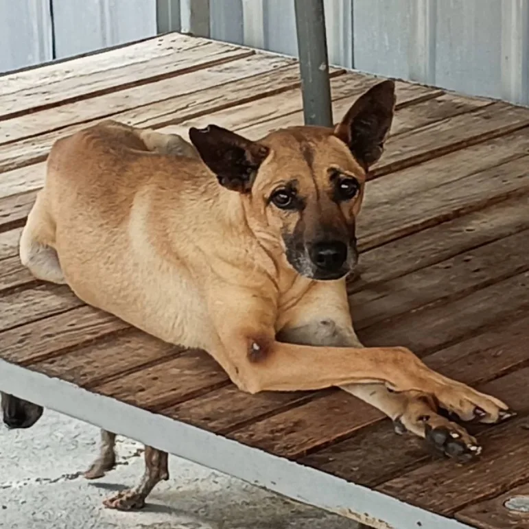 混種犬