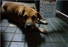 混種犬