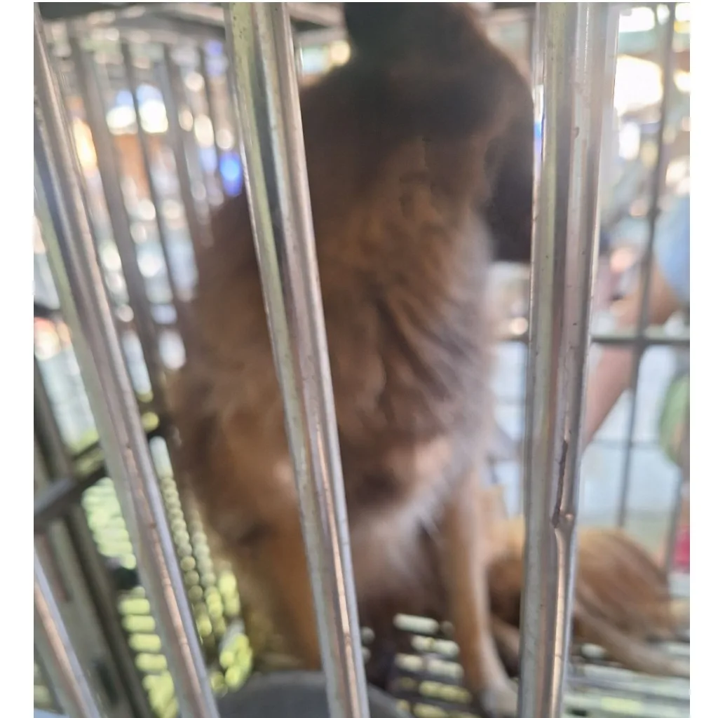 混種犬