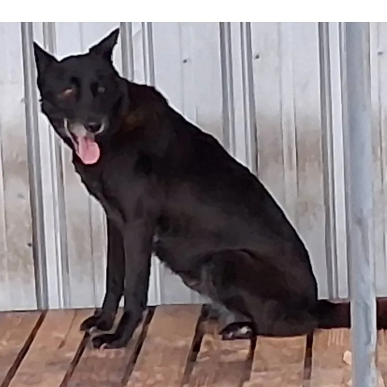 混種犬