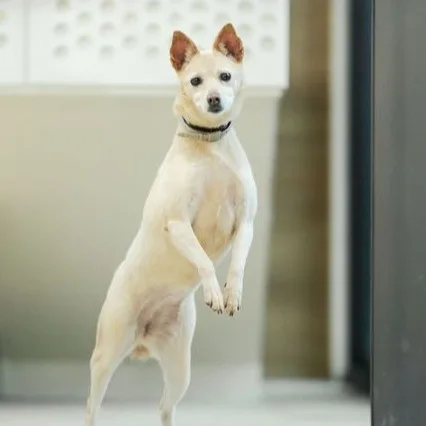 混種犬