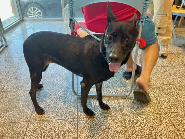 混種犬