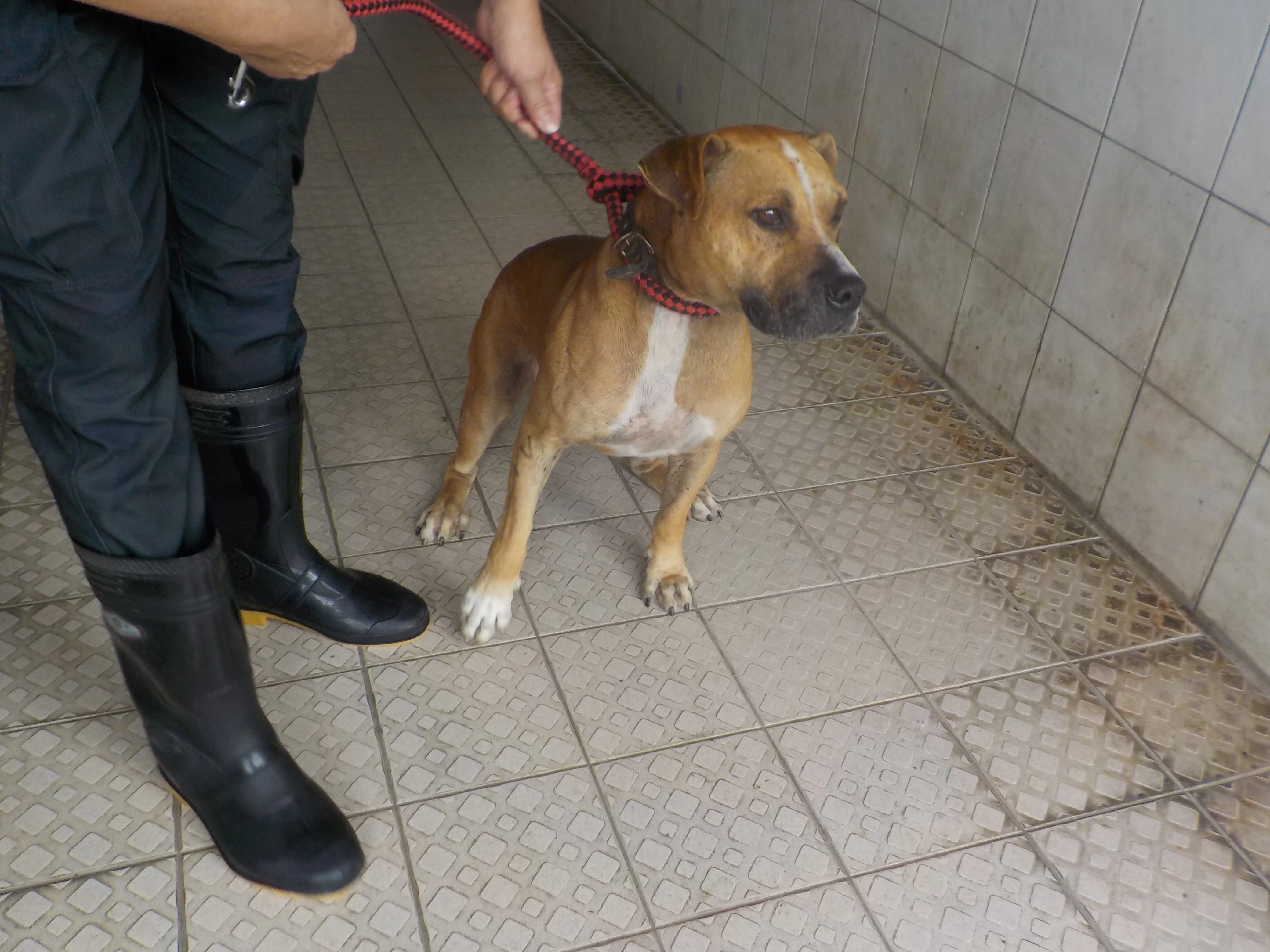 混種犬