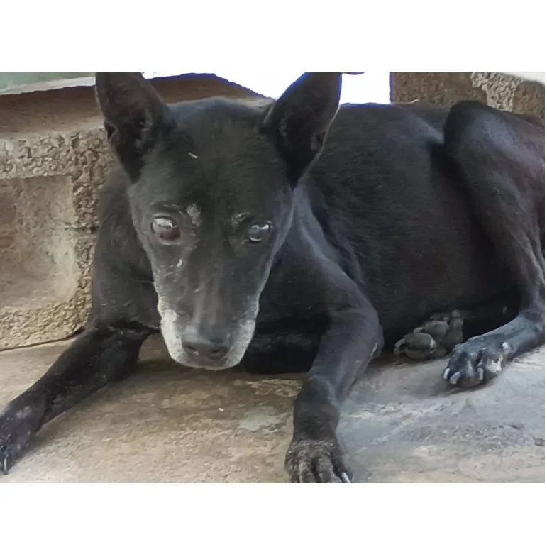 混種犬