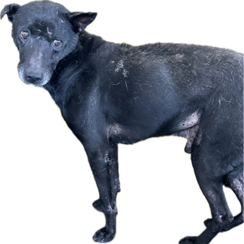 混種犬