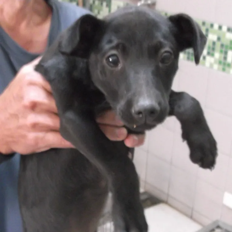 混種犬