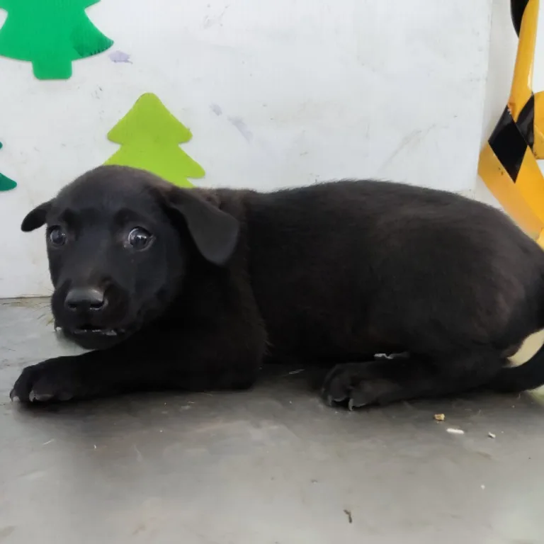 混種犬