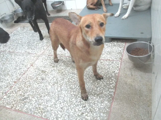 混種犬