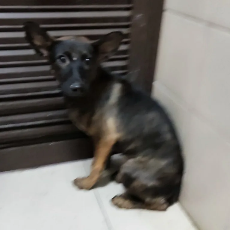 混種犬