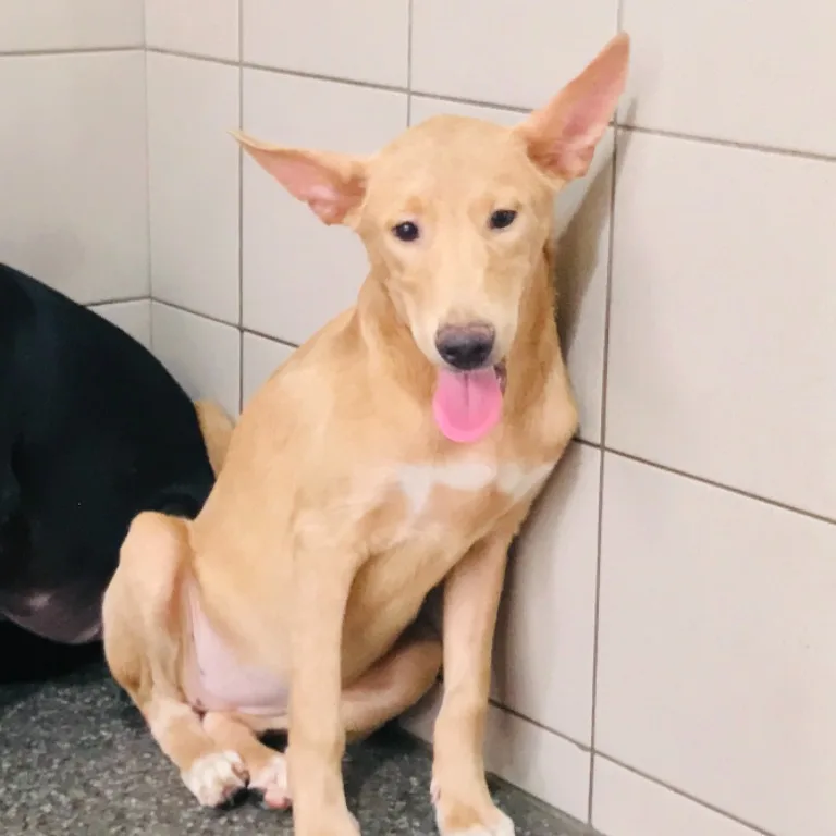 混種犬