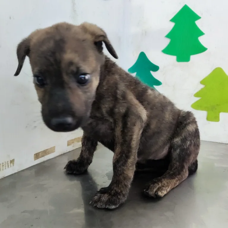 混種犬