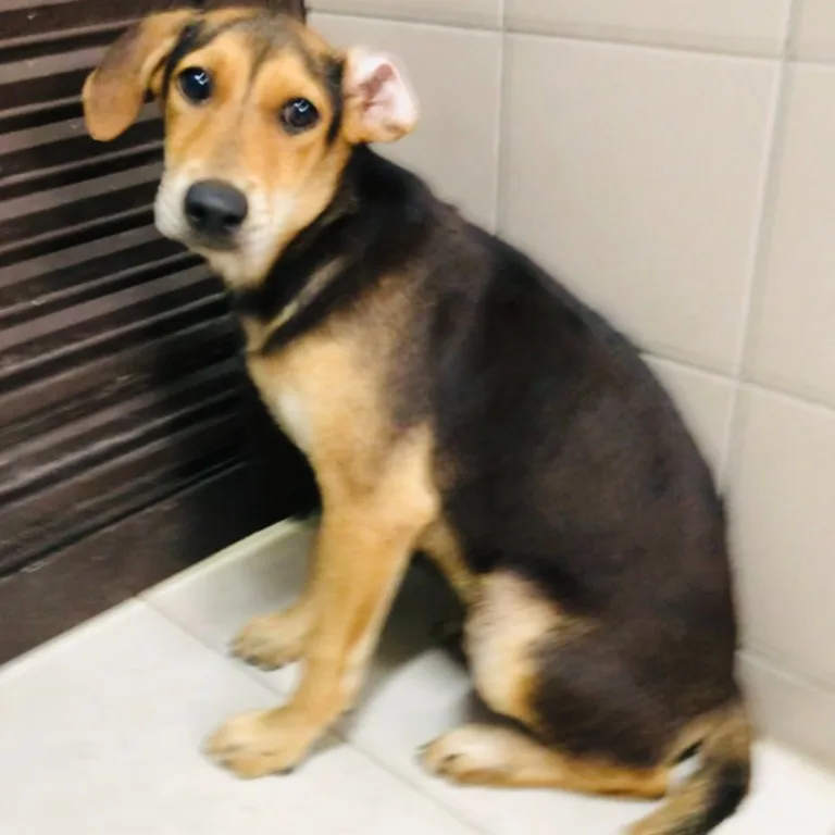 混種犬