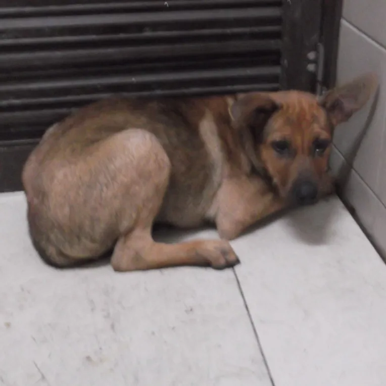 混種犬