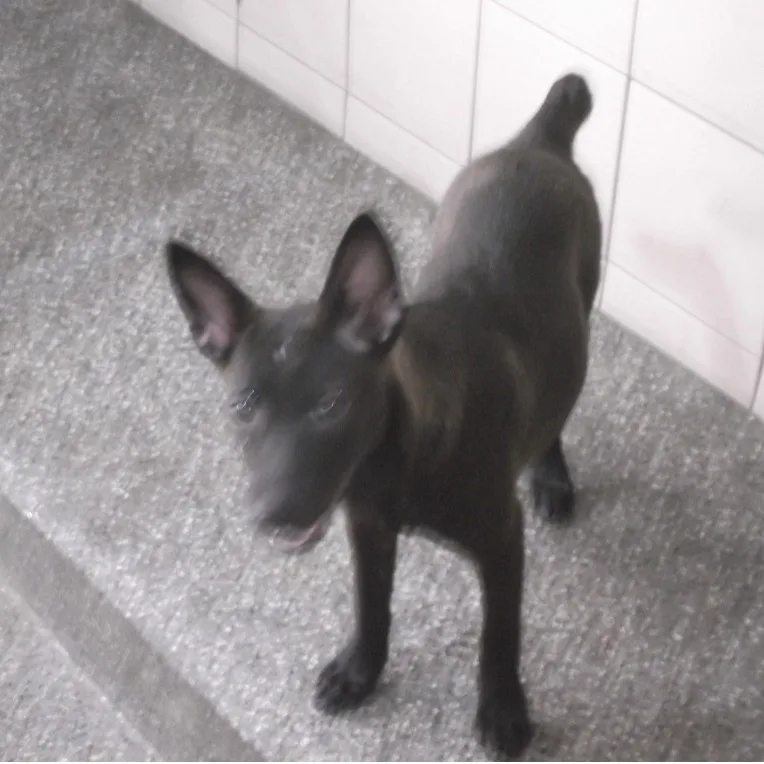 混種犬