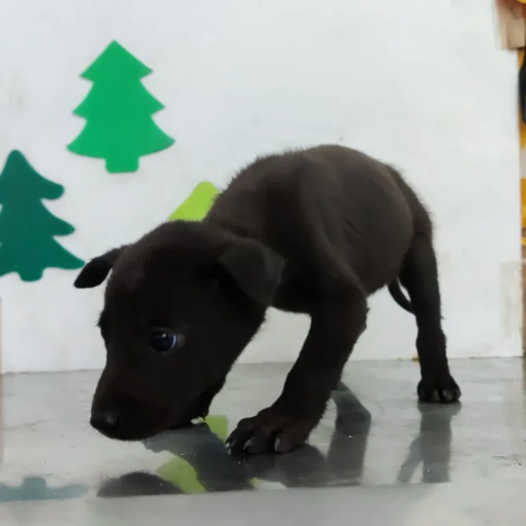 混種犬