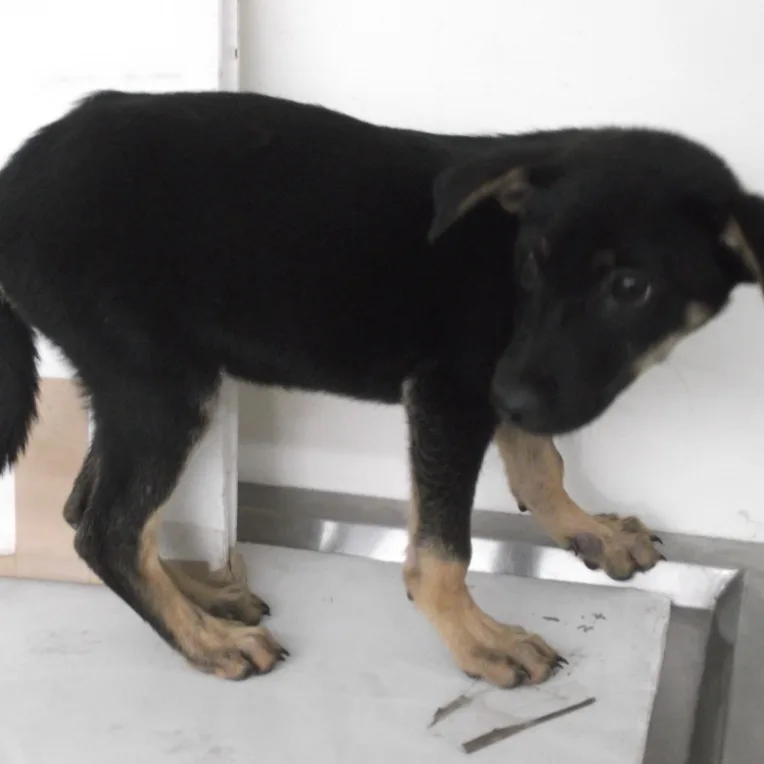混種犬