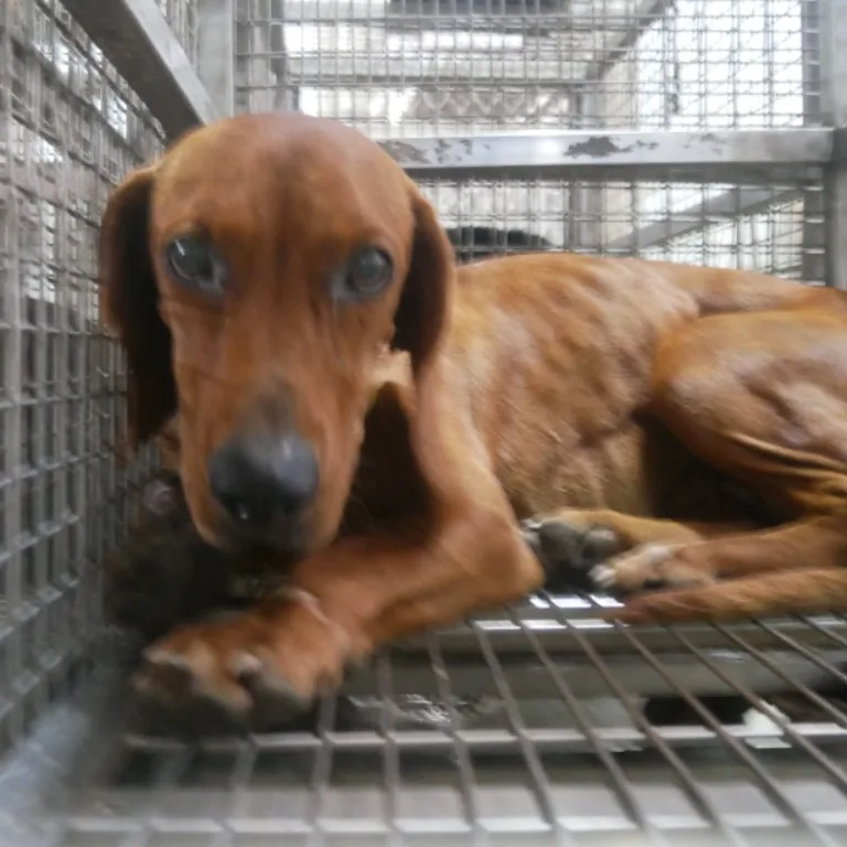 混種犬