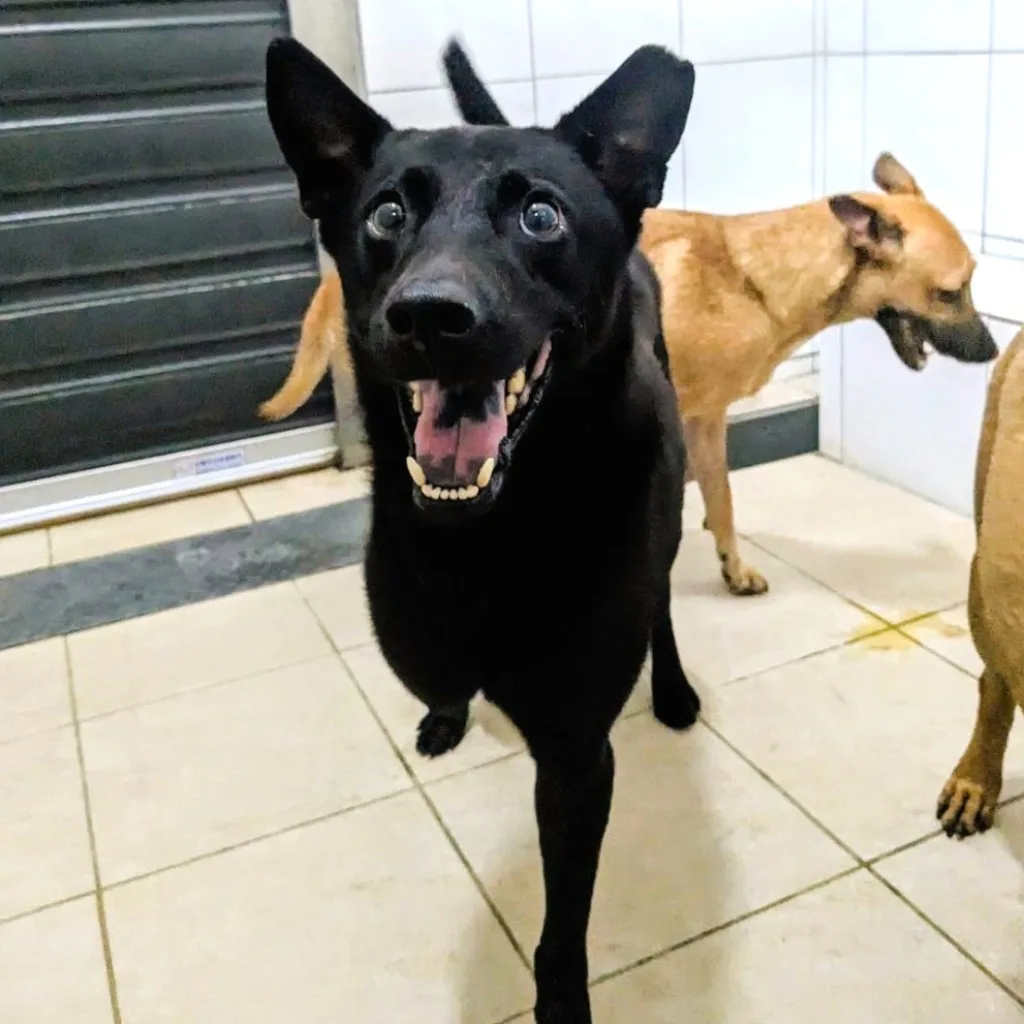 混種犬