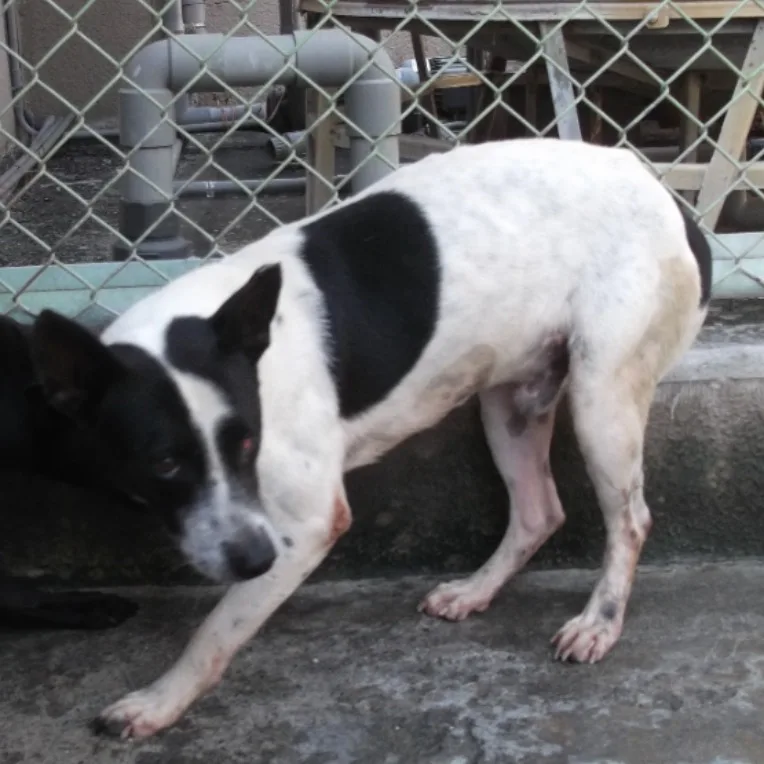 混種犬