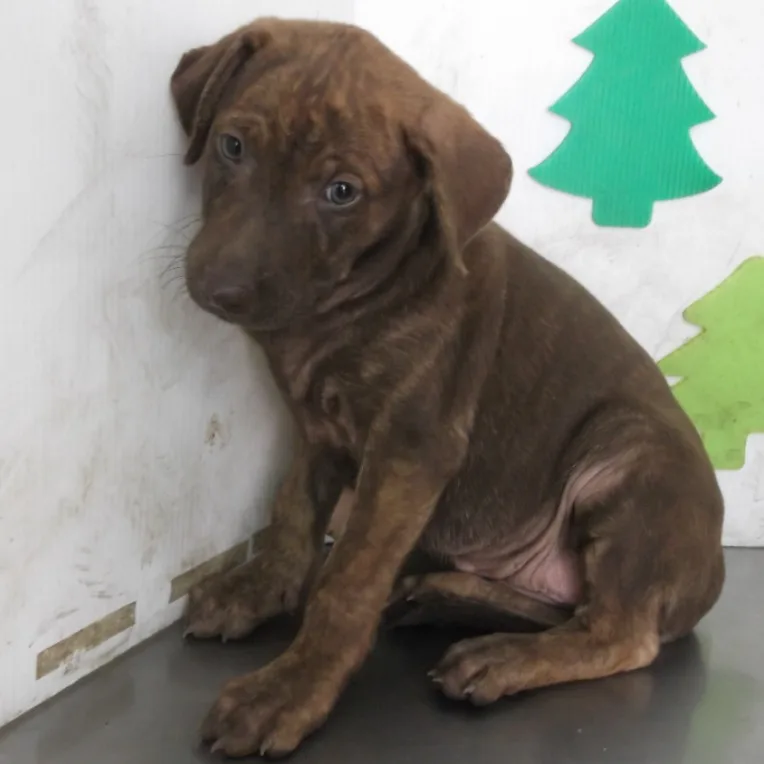 混種犬