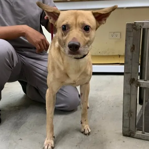 混種犬