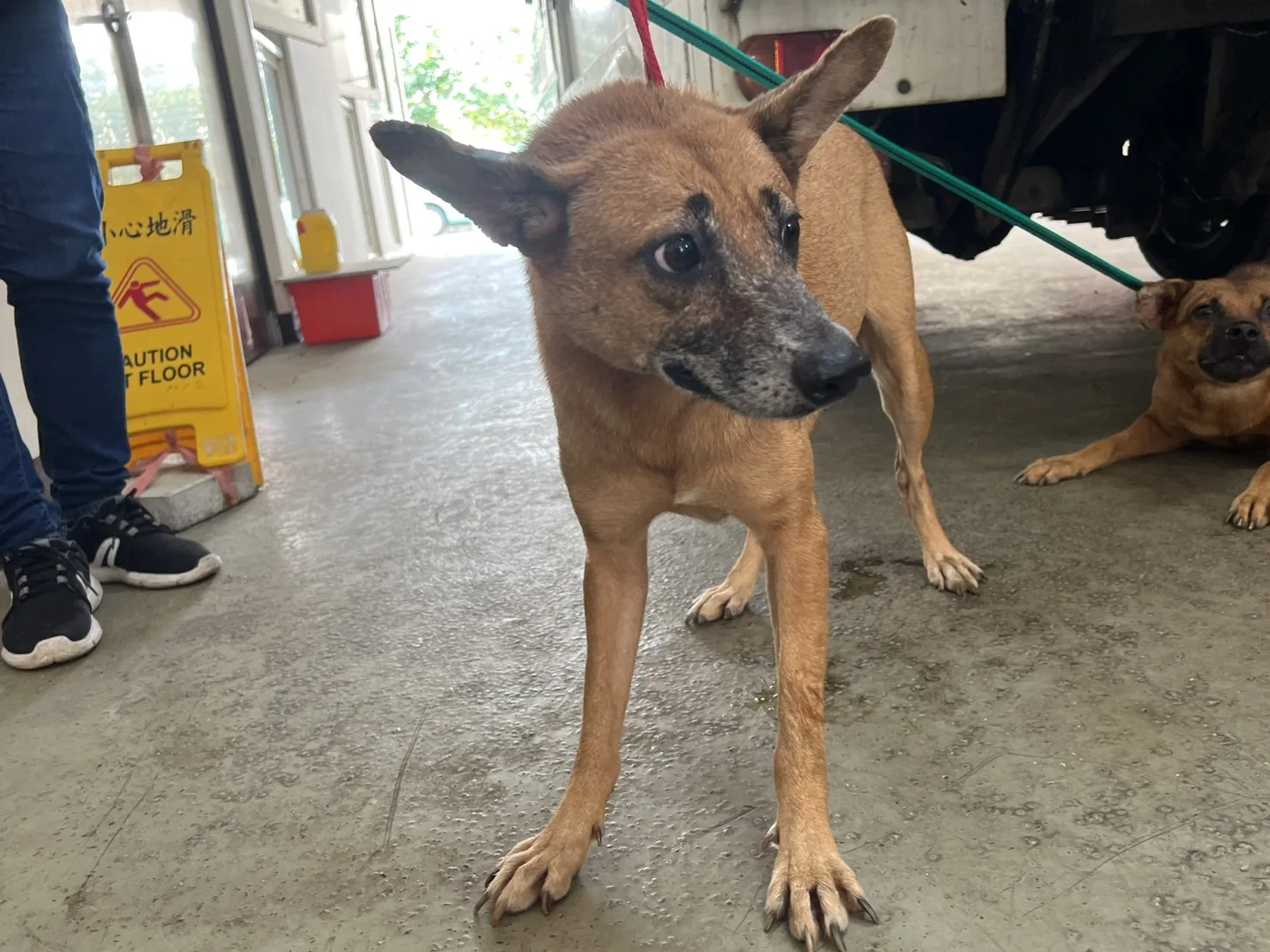 混種犬
