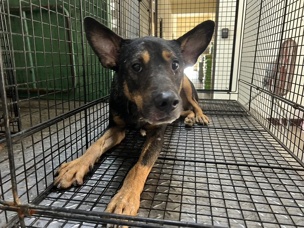 混種犬