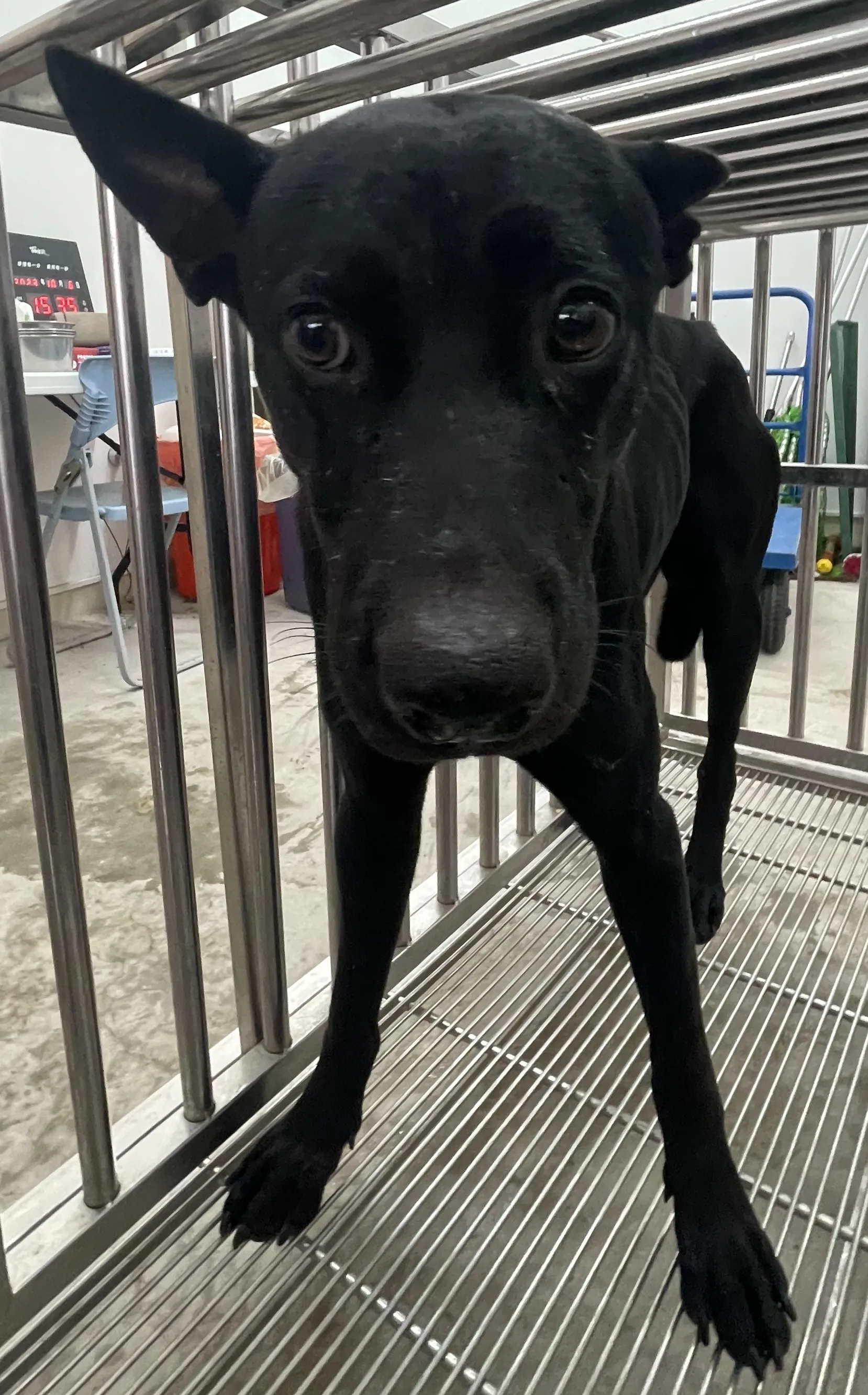 混種犬