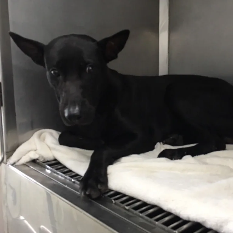 混種犬